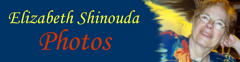 Liz Shinouda Memorial Photos Banner